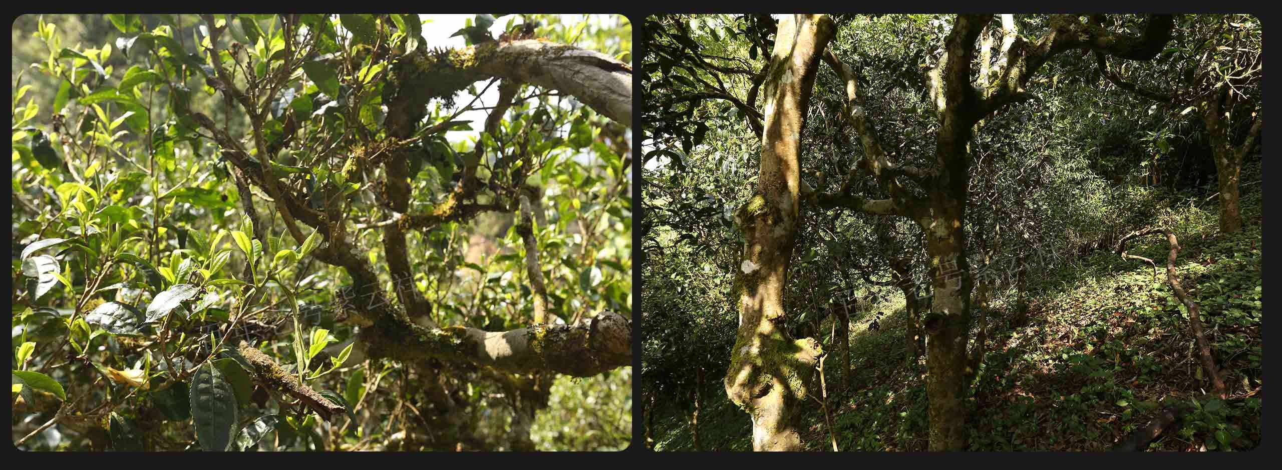 2022年大漆樹古樹春茶價(jià)格？