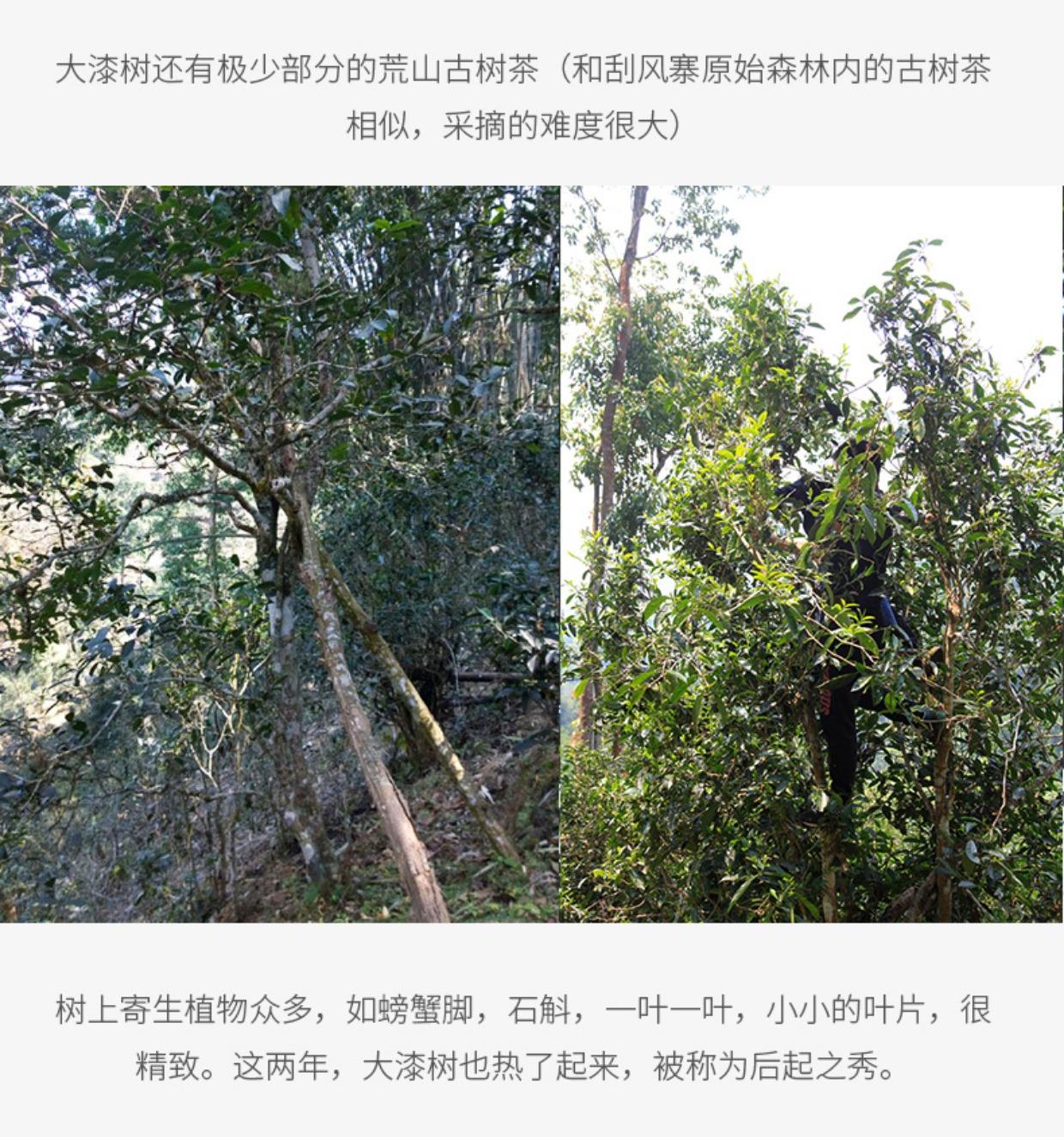 2022年大漆樹古樹春茶多少錢一公斤？