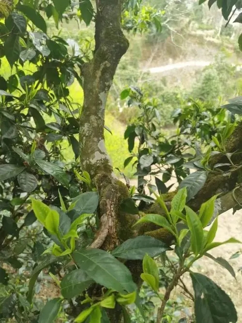 2022年彎弓古樹春茶特點(diǎn)？