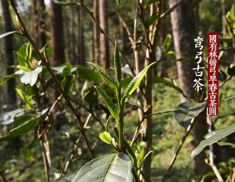 2022年彎弓大寨的古樹春茶為何如此之珍貴？