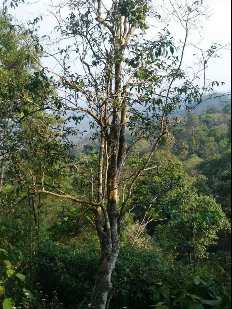 2022年彎弓古樹春茶多少錢一公斤？