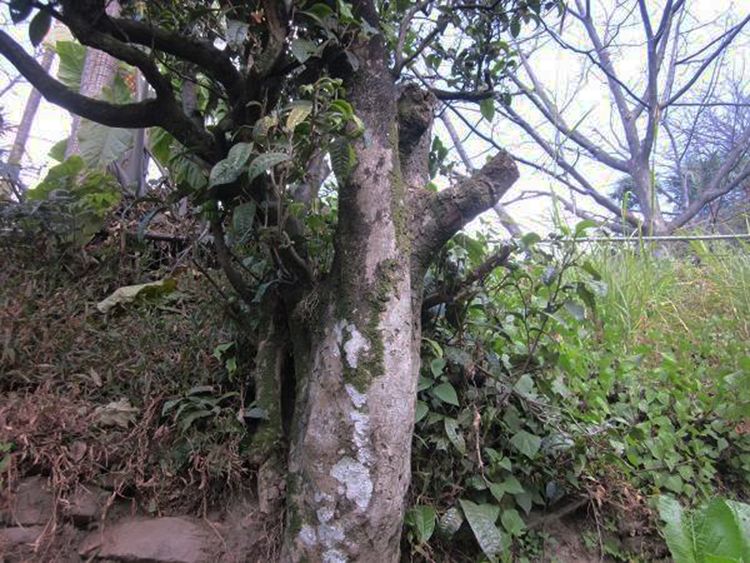 2022年白茶園古樹春茶特點(diǎn)？