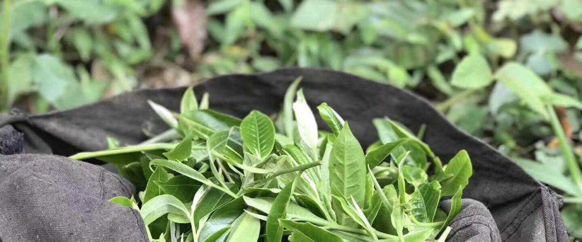 2022年白茶園古樹春茶口感？