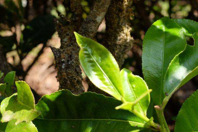 2022年白茶園古樹春茶價格？