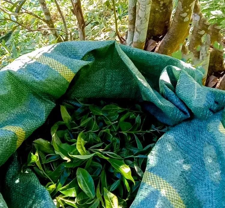 2022年鳳凰窩古樹春茶口感？