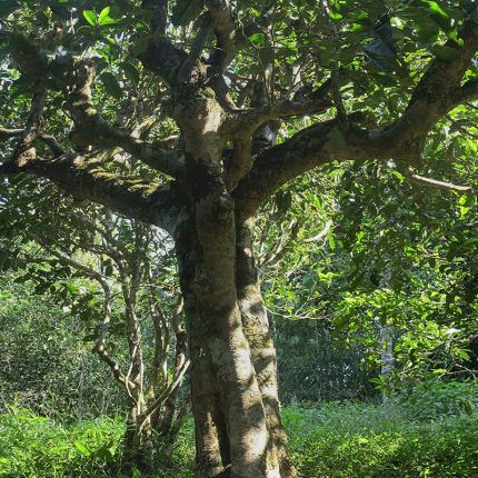 2022年鳳凰窩古樹春茶多少錢一公斤？