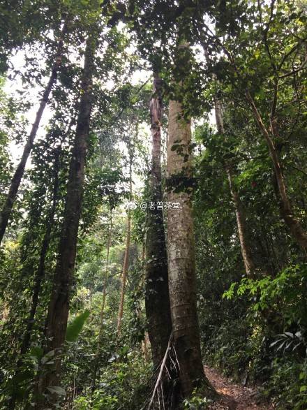 2022年刮風(fēng)寨茶王樹古樹春茶特點(diǎn)？