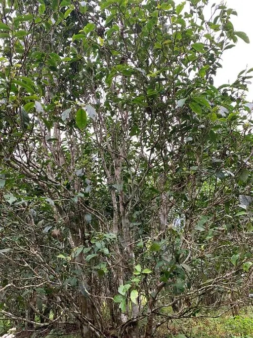 2022年刮風(fēng)寨茶王茶古樹春茶口感？