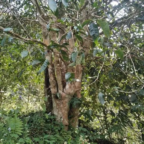 2022年刮風寨茶王樹古樹春茶價格？