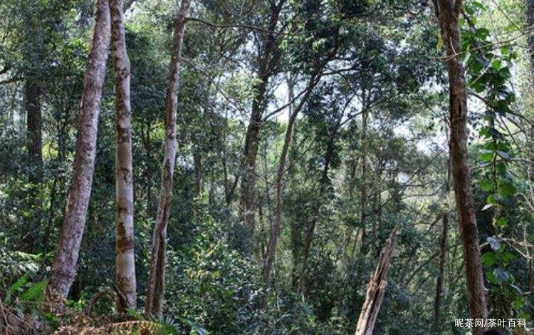 2022年冷水河古樹春茶特點(diǎn)？