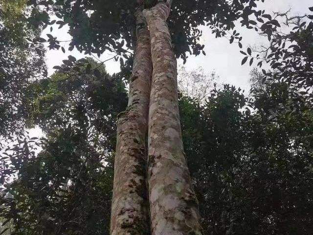 2022年冷水河古樹春茶口感？