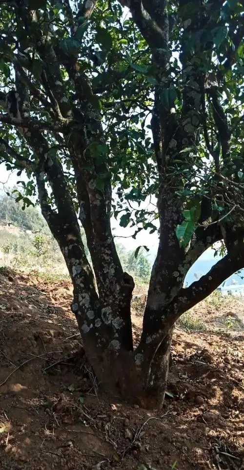 2022年冷水河古樹春茶多少錢一公斤？