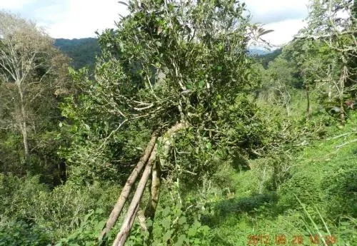 2022白沙河古樹春茶特點？