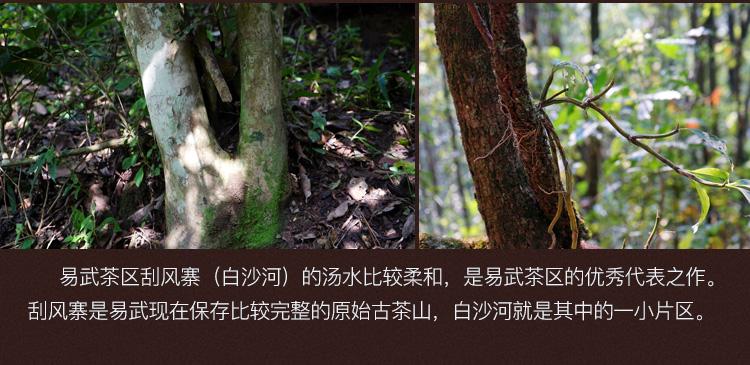 2022年白沙河古樹(shù)春茶口感？
