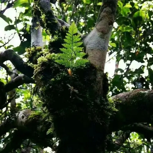 2022年黑水梁子古樹春茶價格？