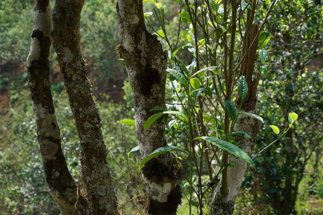 2022年黑水梁子——與你一起，走進(jìn)茶馬古道的源頭