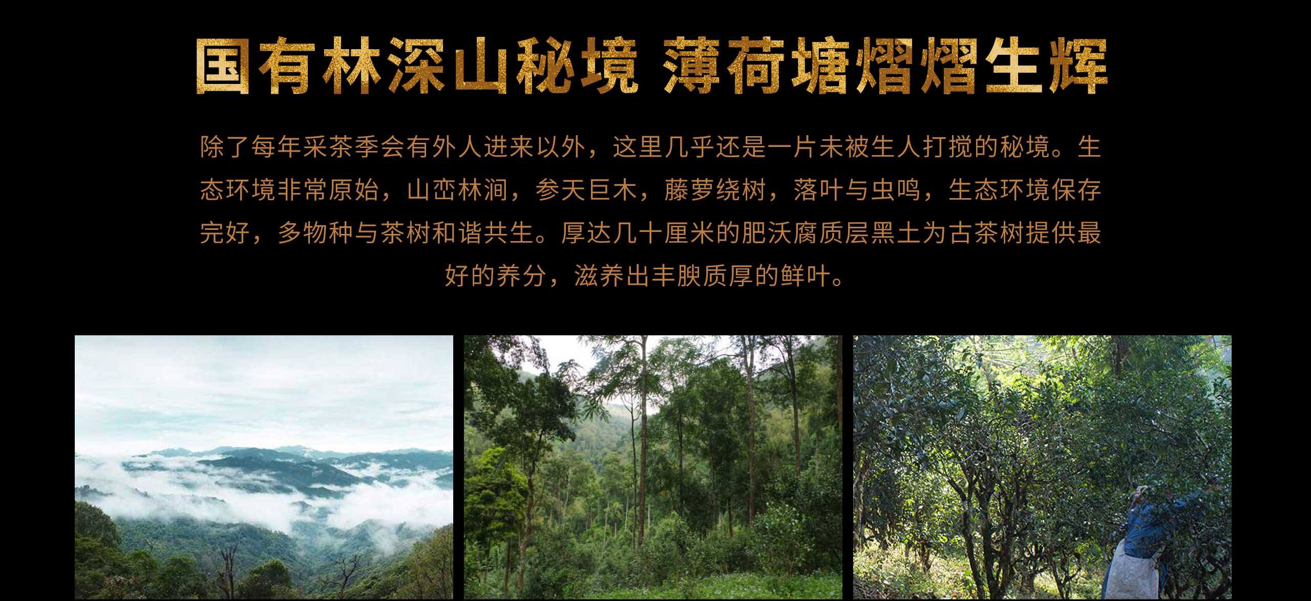 2022年薄荷塘古樹春茶特點？