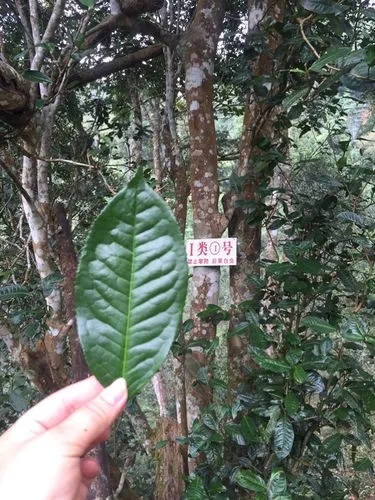 2022年薄荷塘古樹(shù)春茶價(jià)格？