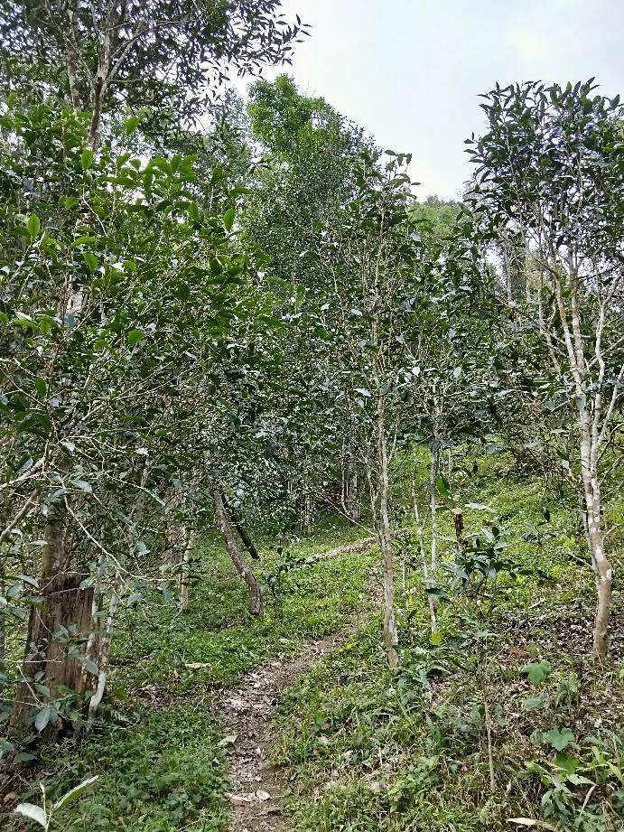 2022年多依樹古樹春茶特點？