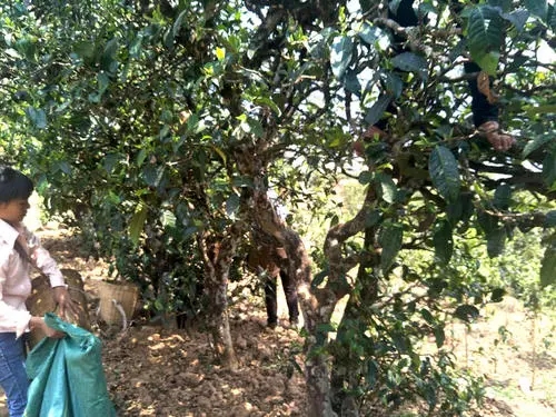 2022年易武張家灣古樹(shù)春茶特點(diǎn)？