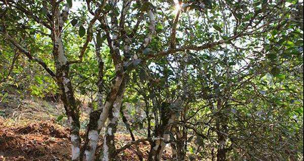 2022年易武張家灣古樹(shù)春茶口感？