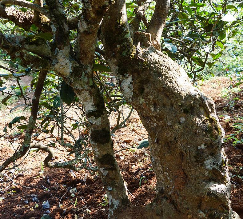 2022年一扇磨山林之息，雨林之味，原始之態(tài)