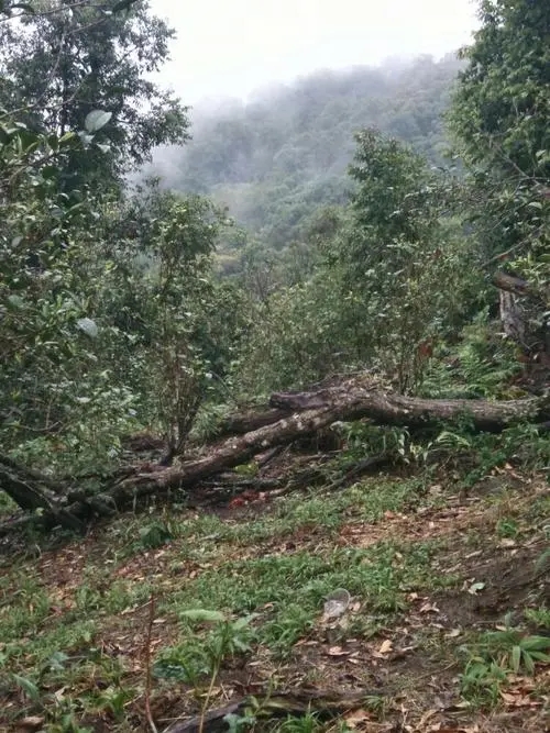 2022年一扇磨古樹春茶價格？