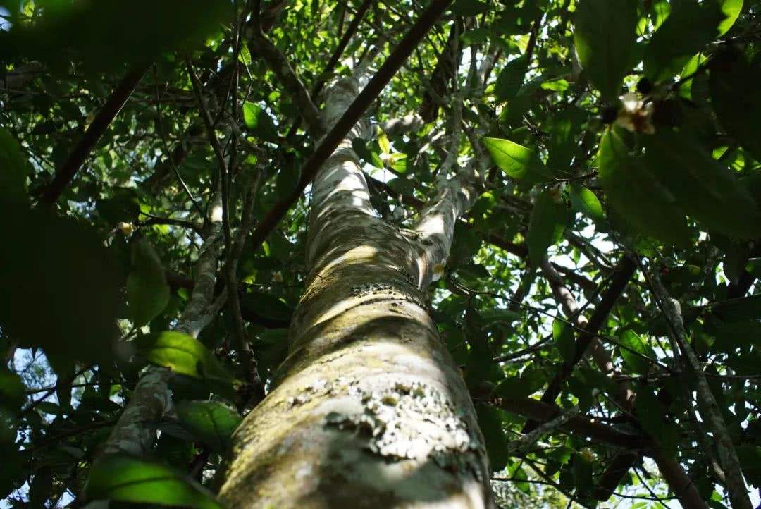 2022年香椿林古樹春茶口感？