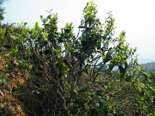 2022年香椿林古樹(shù)春茶價(jià)格？