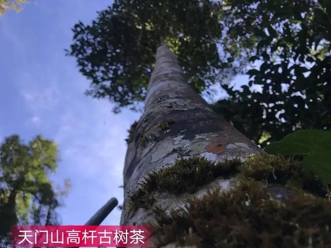 2022年天門山古樹春茶特點(diǎn)？