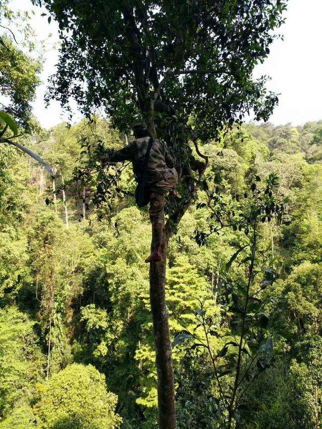 2022年天門山古樹春茶價(jià)格？