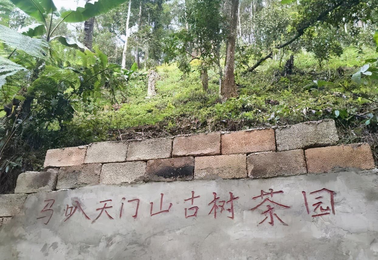 2022年天門山古樹春茶多少錢一公斤？