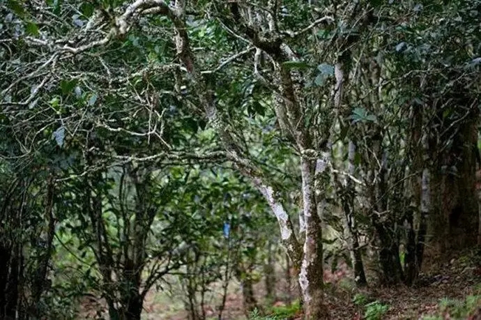 2022年高山寨古樹春茶特點？