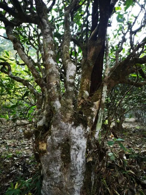 2022年高山寨古樹春茶價(jià)格？