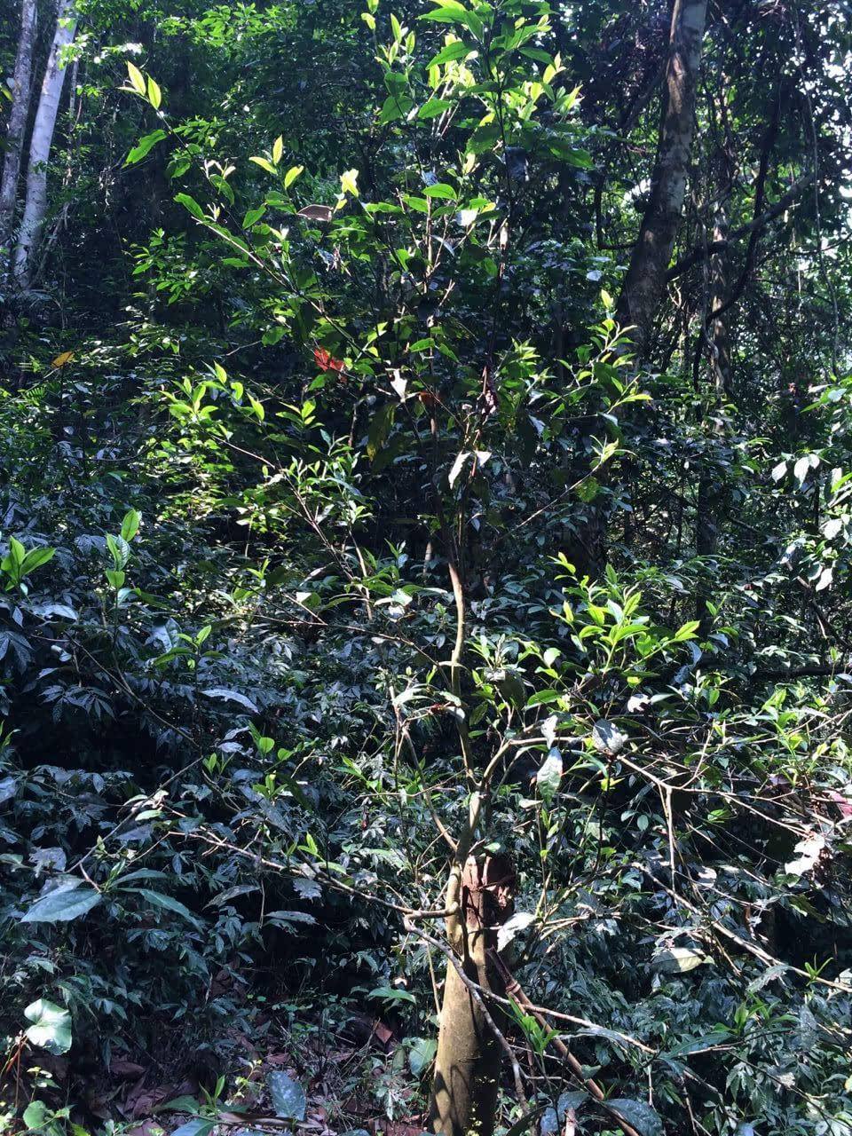 2022年高山寨古樹春茶多少錢一公斤？