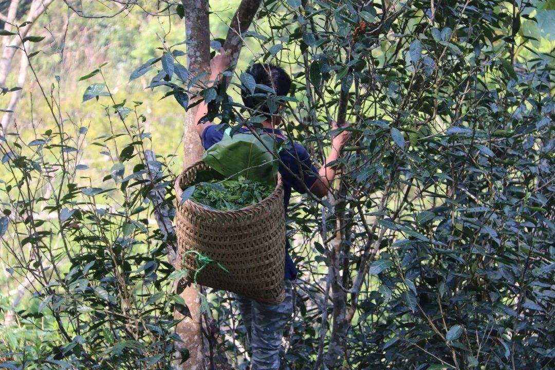 2022年百花潭古樹(shù)春茶特點(diǎn)？
