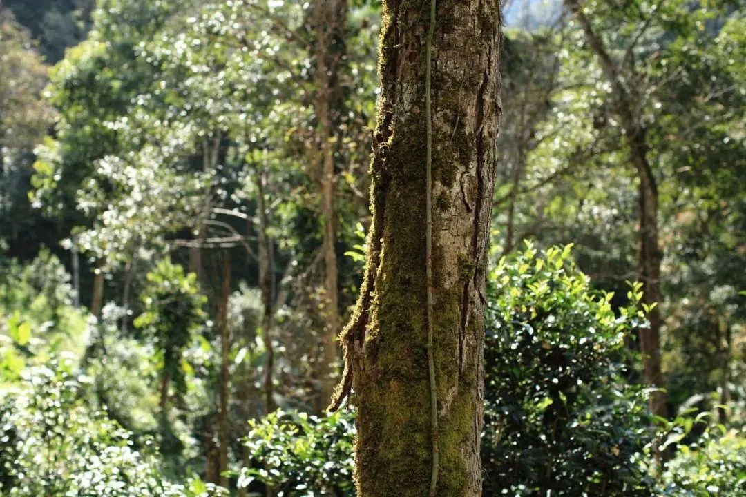 2022年百花潭古樹春茶口感？