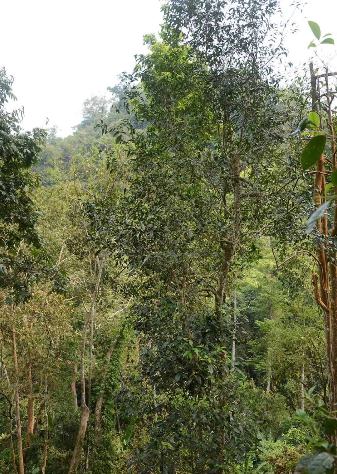 2022年百花潭古樹春茶價(jià)格？