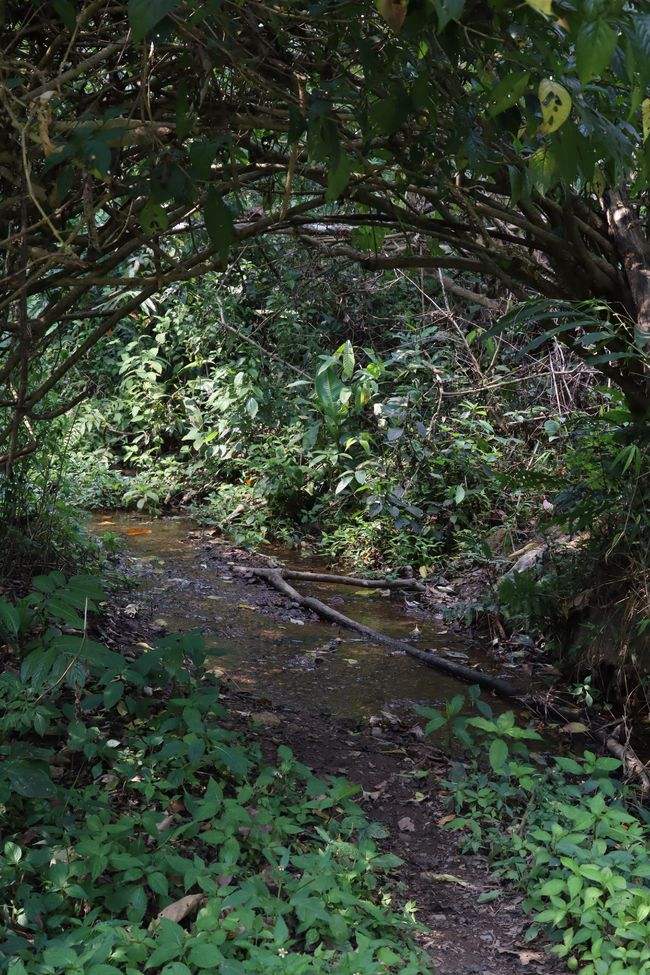 2022年蟒蛇箐古樹春茶特點(diǎn)？