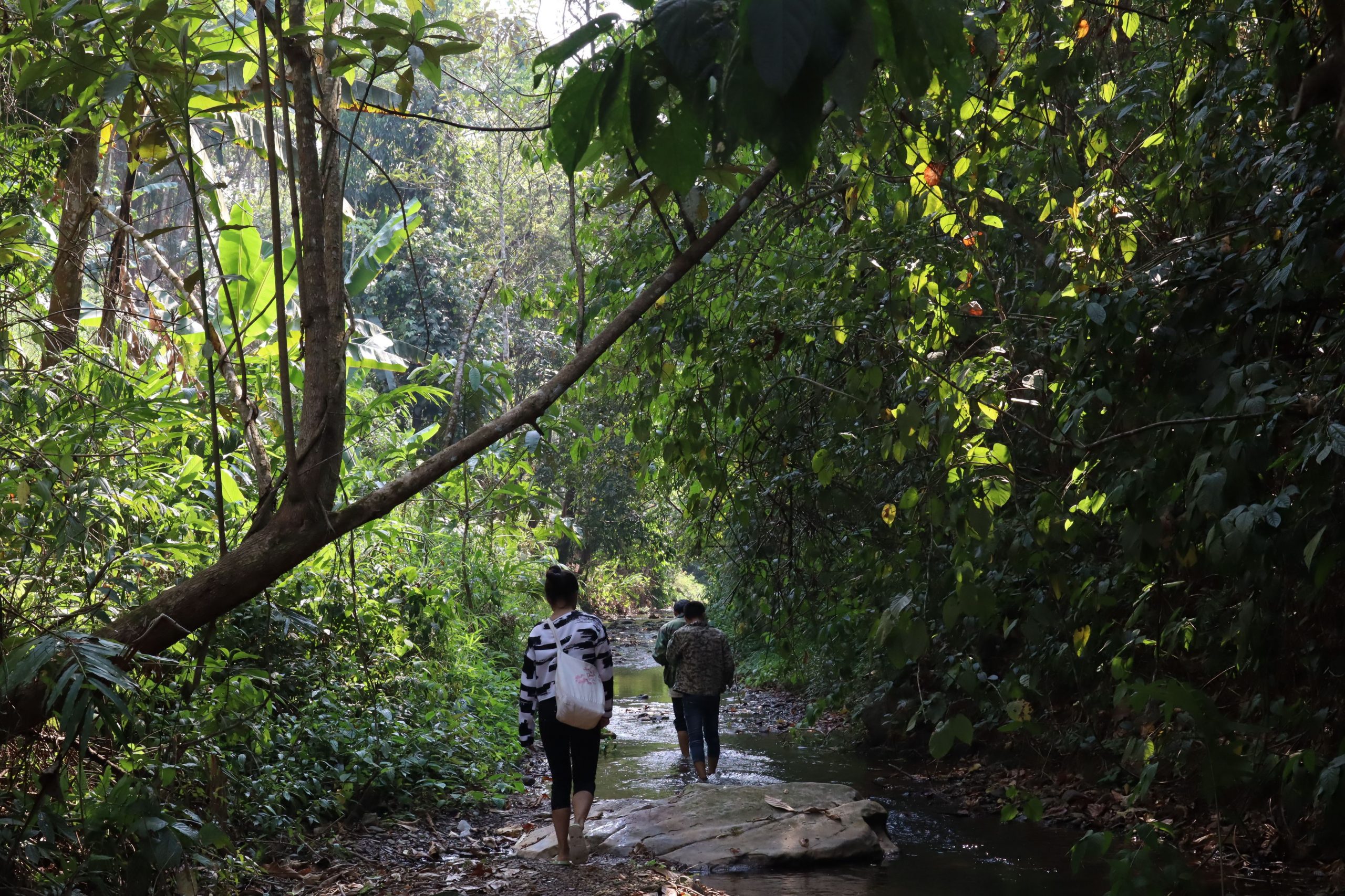2022年蟒蛇箐古樹春茶口感？