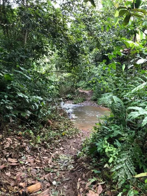 2022年蟒蛇箐古樹春茶價格？