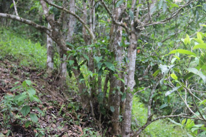 2022年銅箐河古樹春茶多少錢一公斤？