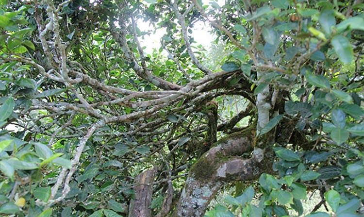 2022年倚邦曼拱古樹春茶特點？