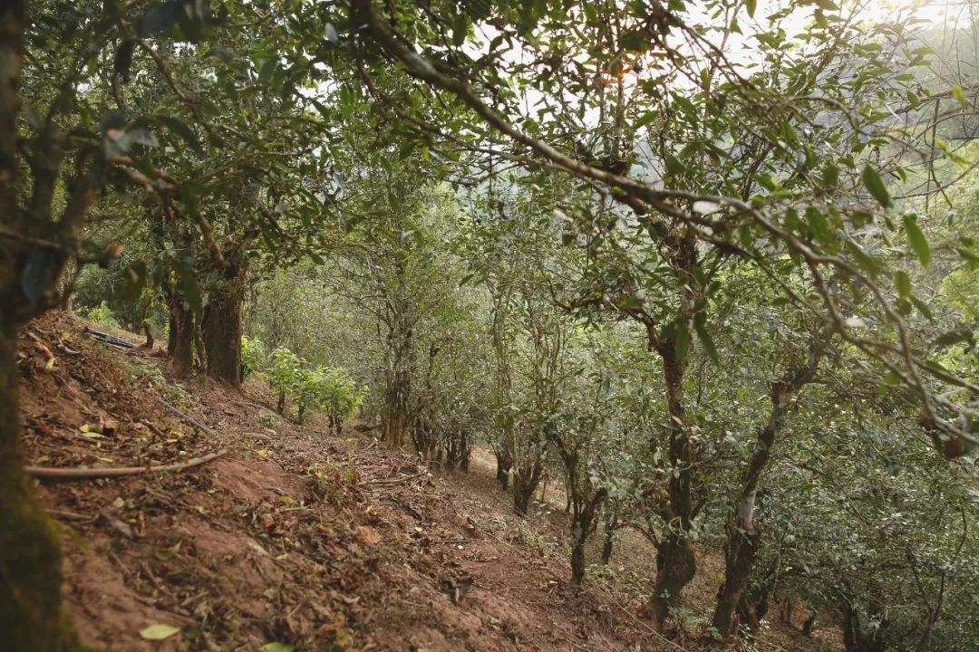 2022年倚邦曼拱古樹(shù)春茶口感？