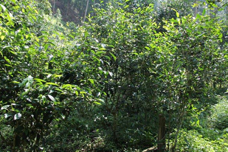 2022年倚邦曼拱古樹春茶價格？