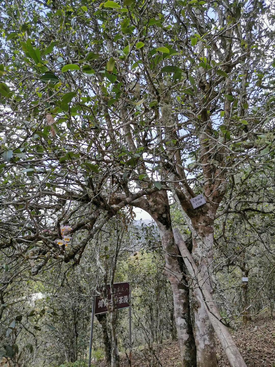 2022年大黑樹林古樹春茶特點？