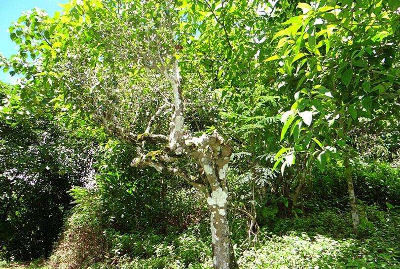 2022年大黑樹(shù)林古樹(shù)春茶價(jià)格？