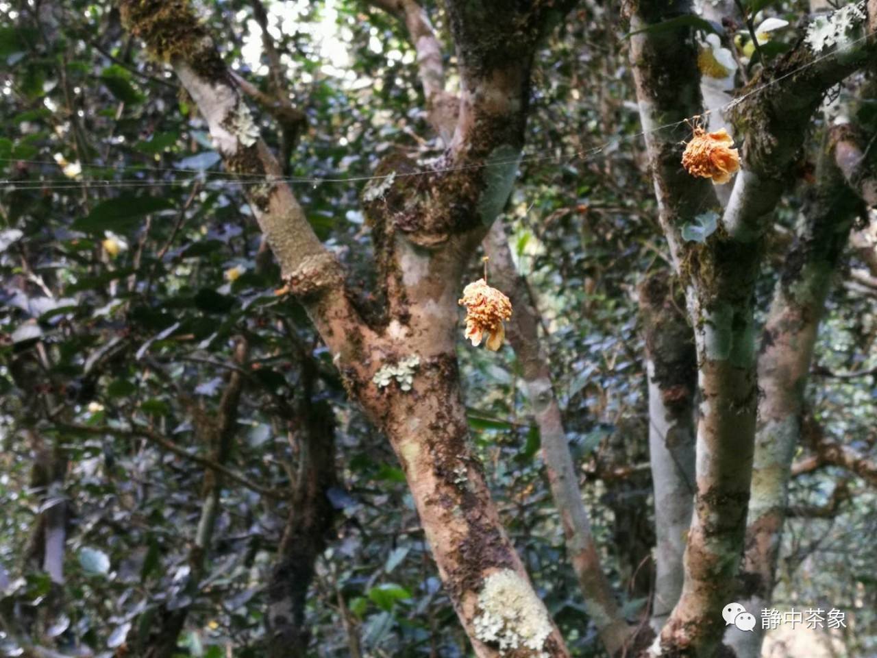 2022年大黑森林古樹(shù)春茶多少錢(qián)一公斤？