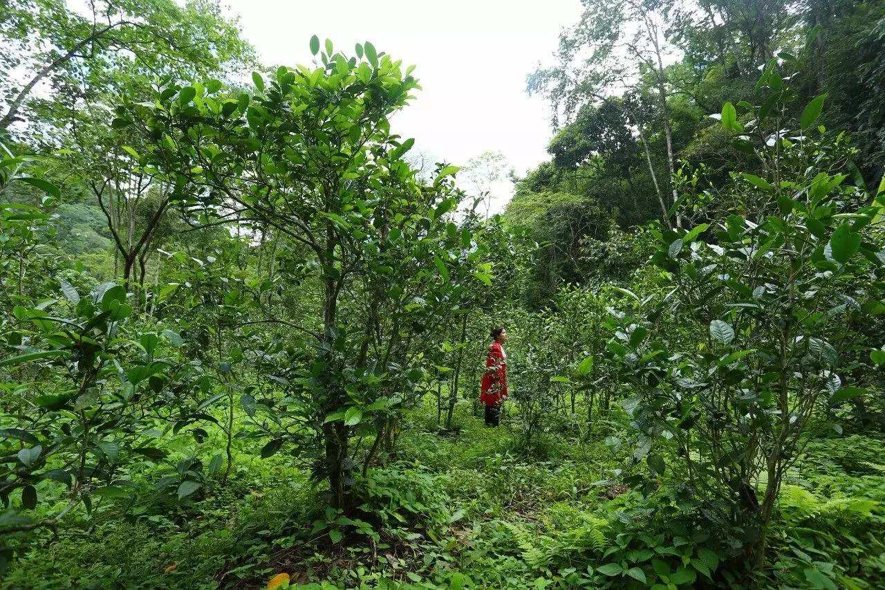 2022年曼松古樹(shù)春茶口感？