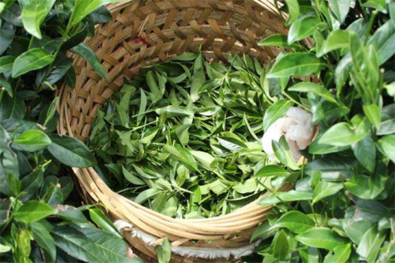 2022年曼松古樹(shù)春茶價(jià)格？